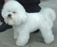 a well breed Bichon Frise dog